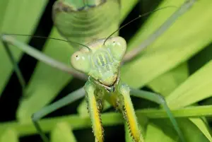 Drucke von SPH-105 Gottesanbeterin von der Linie Sphodromantis lineola Steve Hopkin Bitte beachten Sie, dass die Drucke nur für persönliche Anzeigezwecke gedacht sind und nicht reproduziert werden dürfen Gottesanbeterin Drucke: Mantelheuschrecke