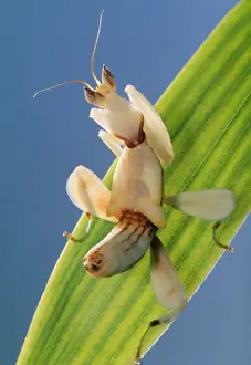 Wildlife Insects Photos Drucke: Praying Mantis - juvenile