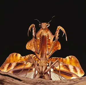Wildlife Photography Prints Online Drucke: Praying Mantis - threat display