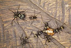 Peter Steyn Photography Drucke: Predator Ants Amazon Rain Forest