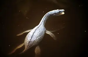 Bilder Datiert 11. September 2007: Frühgeschichtliche Rekonstruktion: Plesiosaurus macrocephalus - Jungtier schwimmt auf der Oberfläche