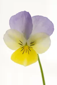 Geschenk-Ideen Drucke: Blume der Violine auf weißem Hintergrund