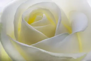 Studio Flower Photography Drucke: White Rose