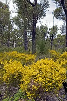 Scharfe Moos - Boranup-Wald, Leeuwin-Naturschutzgebiet im westlichen Australien