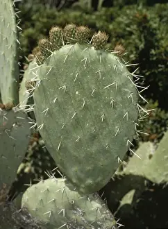 Prickly Pear Plant Drucke: Prickly Pear Cactus