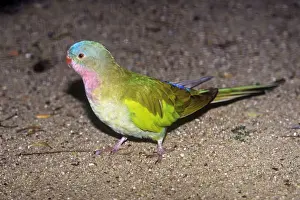 Australasian Wildlife Photos Drucke: Princess Parrot