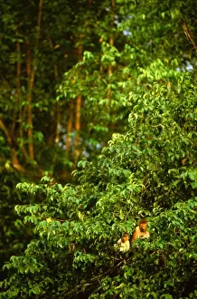 Malaysian Wildlife Photography Drucke: Proboscis monkey - Female and young, Kinabatangan River, Sabah, Borneo, Malaysia JPF30264
