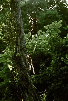 Proboscis Monkey - swimging from vine