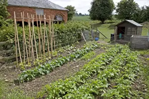 Produktives Gemüsebeet mit Stockbohnen Kartoffeln und kleinem Hühnerstall in Mickleton, Großbritannien
