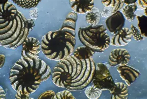 Mediterranean Marine Life Drucke: Protozoa E. Mediterranean
