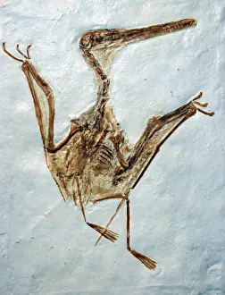 Drucke von Pm-10705 pterodaktel fossile pat morris Bilder Datiert 2011 April: Pterodaktil - Fossil