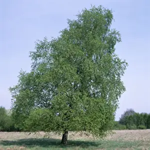 Deciduous Trees Images Drucke: Pubescent Birch - May, in full leaf