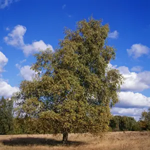 Single Tree Photography Drucke: Pubescent Birch - October