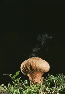 Lycoperdon Perlatum Drucke: Puff Ball