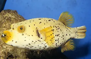 Marine Life Prints For Sale Drucke: Puffer Fish Indo-Pacific