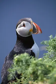 Coastal Wildlife Pictures Drucke: Puffin