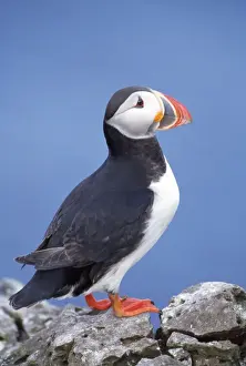 Puffin Bird Drucke: Puffin