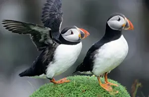 Wildlife Prints For Sale Drucke: Puffin - pair resting