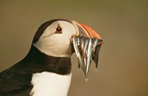 John Cancalosi Photographer Drucke: Puffin with sand eels, UK