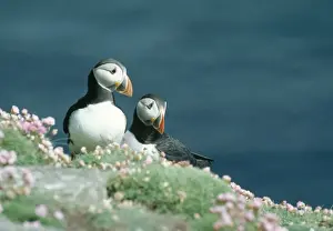 Personal Use Bird Prints Drucke: Puffins On cliff edge