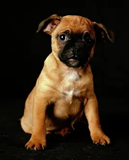 Hund Drucke: Beagelpugg Hündchen - ein Kreuz zwischen einer Beagle und einem Dachshundpudelwurm