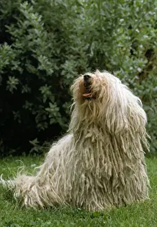 Long Haired Pet Dogs Drucke: Puli Dog