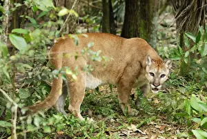 Thomas Marent Photography Drucke: Puma Belize