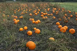 European Vegetable Farming Drucke: Pumpkins - growing in field