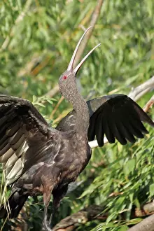 M Watson Wildlife Photos Drucke: Puna Ibis - captive