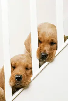 Drucke von JD-7629 LABRADOR RETRIEVER - zwei Puppies mit Köpfen durch Stairbanister gesteckt von John Daniels Bitte beachten Sie Retriever Labrador Drucke: Puppies