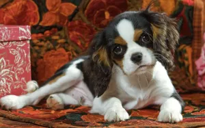 Hund Drucke: Ritterkönigcharles-Hundwelpen