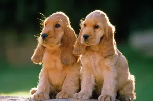 Kocher-Spaniels-Hundehunde - Welpen