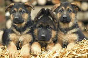 Drucke von LA-3892 Hund - Deutscher Schäferhund - drei Welpen Jean Michel Labat Bitte beachten Sie, dass Drucke nur für persönliche Anzeigezwecke gedacht sind und nicht reproduziert werden dürfen Säugetiere Drucke: Hund - Deutscher Schäferhund - drei Welpen