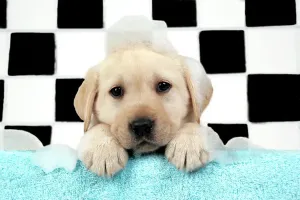 Drucke von JD-19206-m HUND. Puppengraben mit Seifenblasen von John Daniels Bitte beachten Sie, dass die Drucke nur für persönliche Ausstellungszwecke gedacht sind und nicht reproduziert werden dürfen Badezimmer Drucke: Hund, Labradorschweizerwelp mit Seifenbläschen