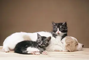 Cat And Dog Friendship Drucke: Puppy and Kittens