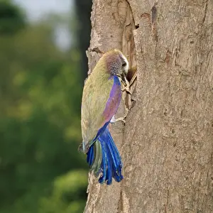 Peter Steyn Photography Drucke: Purple Roller - with insect in beak