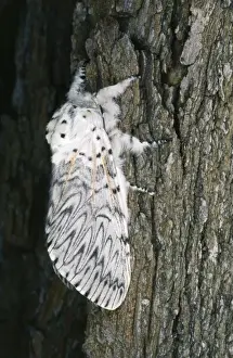 Cerura Vinula Drucke: Puss Moth