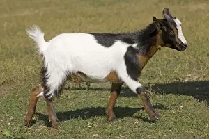 Farm Animal Photos Drucke: Pygmy Goat