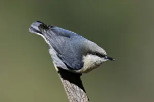 Wildlife Prints For Home Decor Drucke: Pygmy Nuthatch