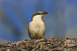 Wildlife Prints For Home Decor Drucke: Pygmy Nuthatch - with nut in beak