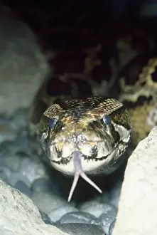 Python zeigt mit dem gebrochenen Zungenbart