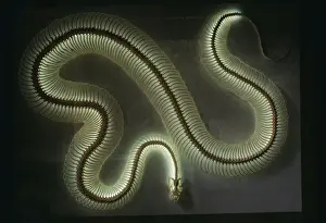 Drucke von KFO-435 Python-Schlangenskelett Afrika Licht mit Neonröhre-Bulb ca Verwandte Bilder Drucke: Pyton Schlangenknochen Licht mit Neonröhre-Bulb ca. 15 lang