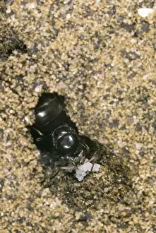 Insect Photography Art Drucke: Queen Black Ant - & eggs