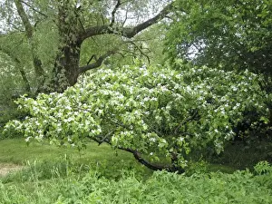 European Flora Photos Drucke: Quince Tree in flower