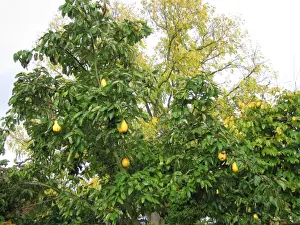 Quince Tree Drucke: Quince Tree with fruit
