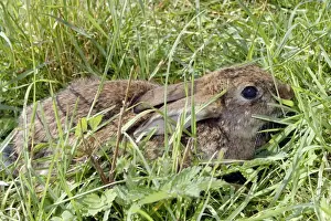 European Rabbit Image Drucke: Rabbit