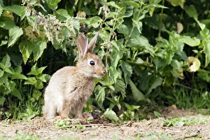 M Watson Photographer Work Drucke: Rabbit