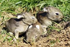 Oryctolagus Cuniculus Pictures Drucke: Rabbit 7-8 days