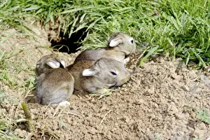 M Watson Wildlife Photographer Drucke: Rabbit - 7-8 days old