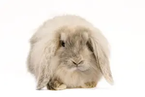 White Background Rabbit Photo Drucke: Rabbit